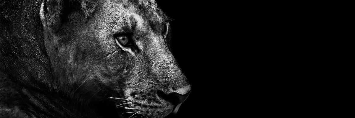 panoramic-3-piece-acrylic-print-lion-panorama