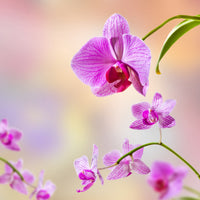 canvas-print-romantic-orchids