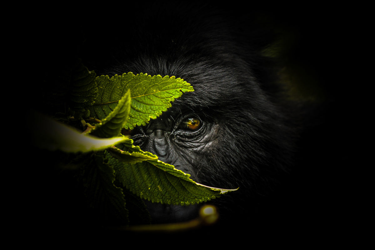 acrylic-print-keeping-secrets-x