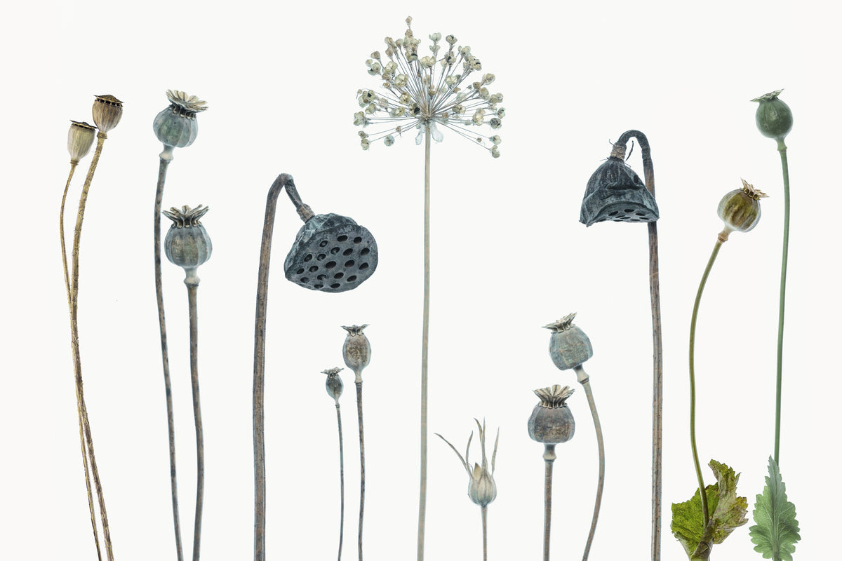 framedcanvas-print-seed-heads-x