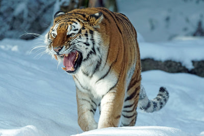 poster-print-tiger-in-the-snow