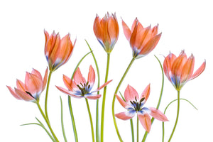 framedcanvas-print-apricot-tulips-2