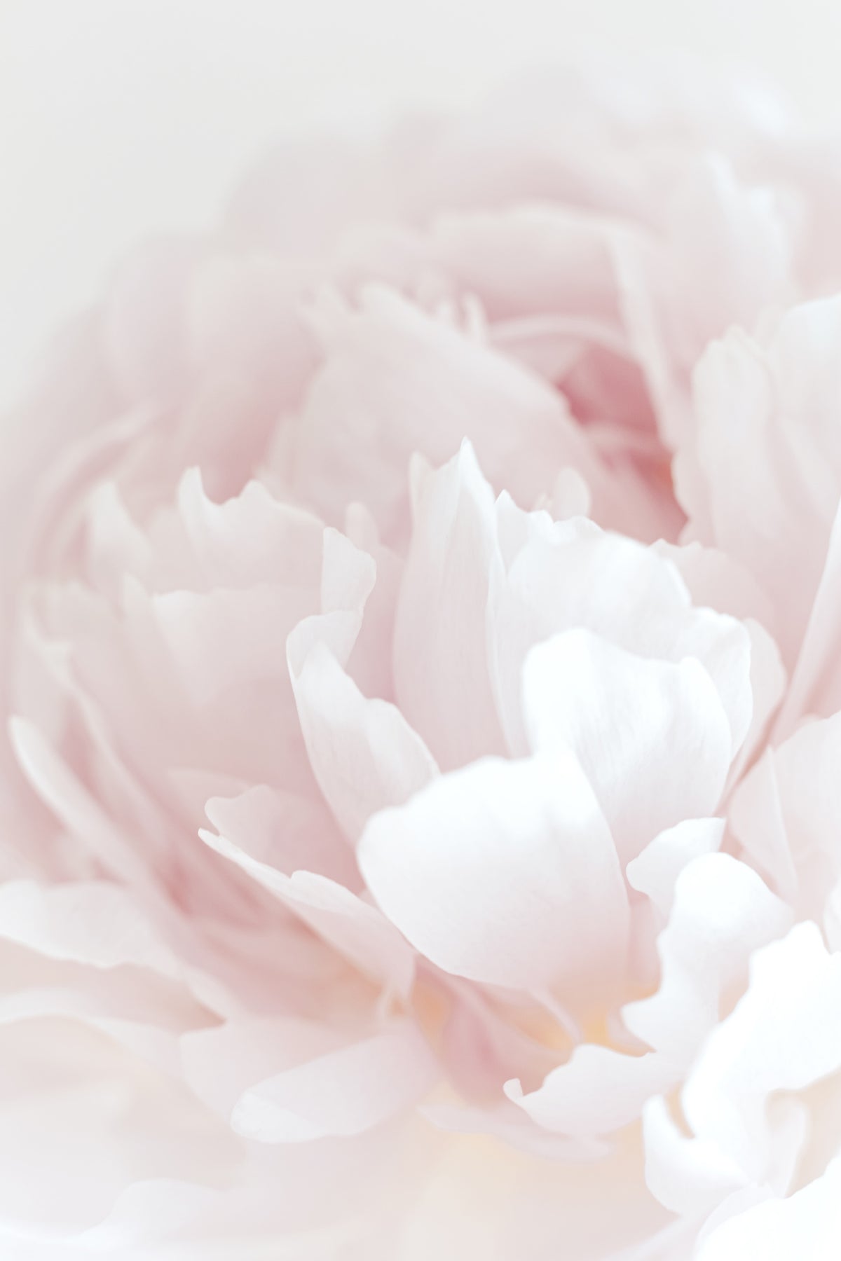 canvas-print-peony-05