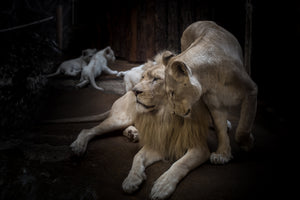 3-piece-canvas-print-the-lion-couple