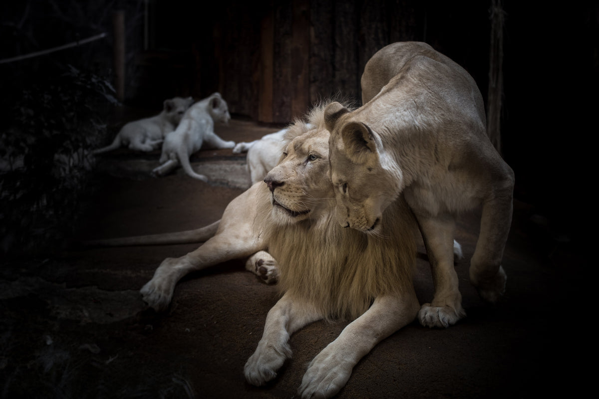 3-piece-canvas-print-the-lion-couple