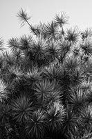 canvas-print-starlit-foliage