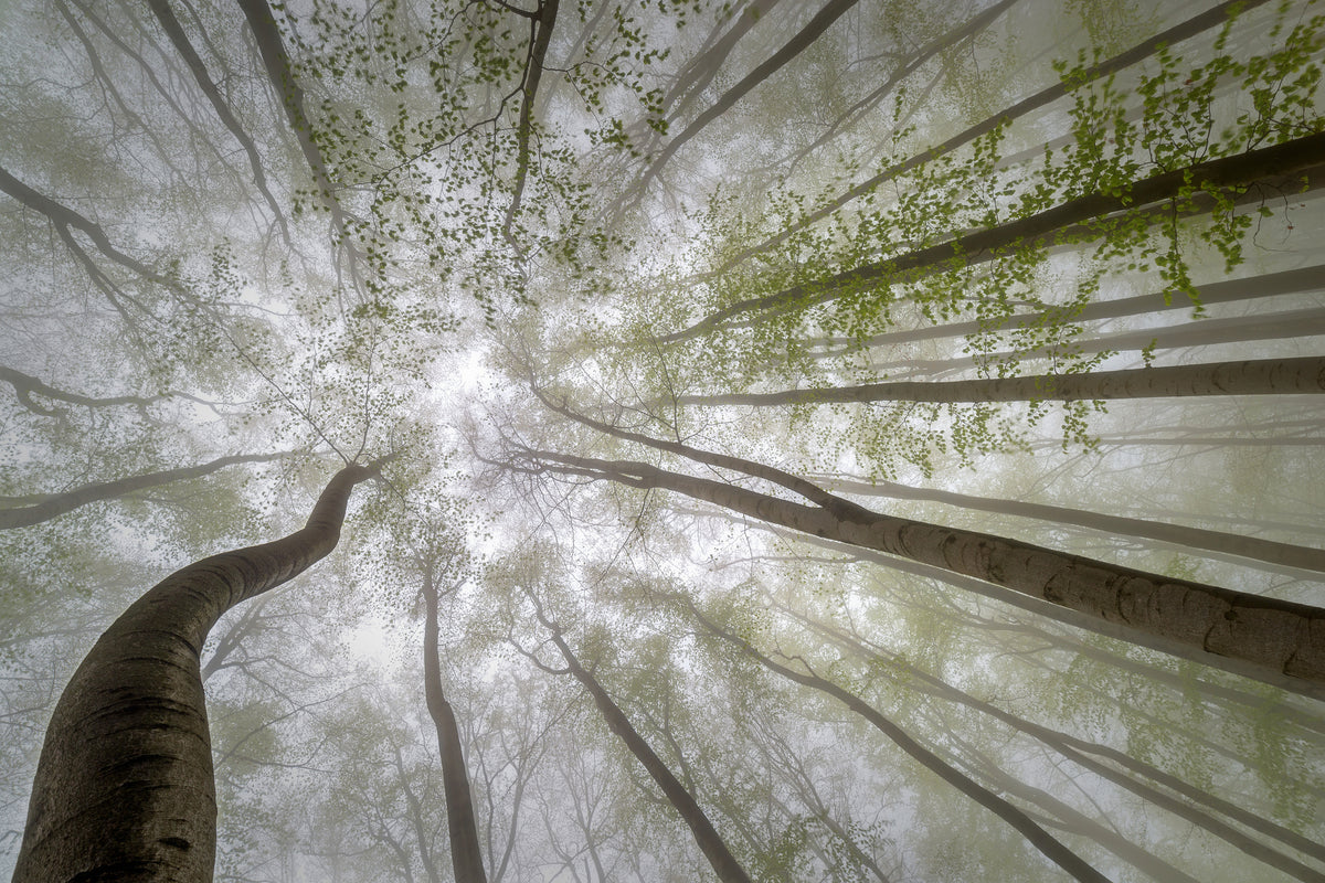 framedposter-print-forest-views-x