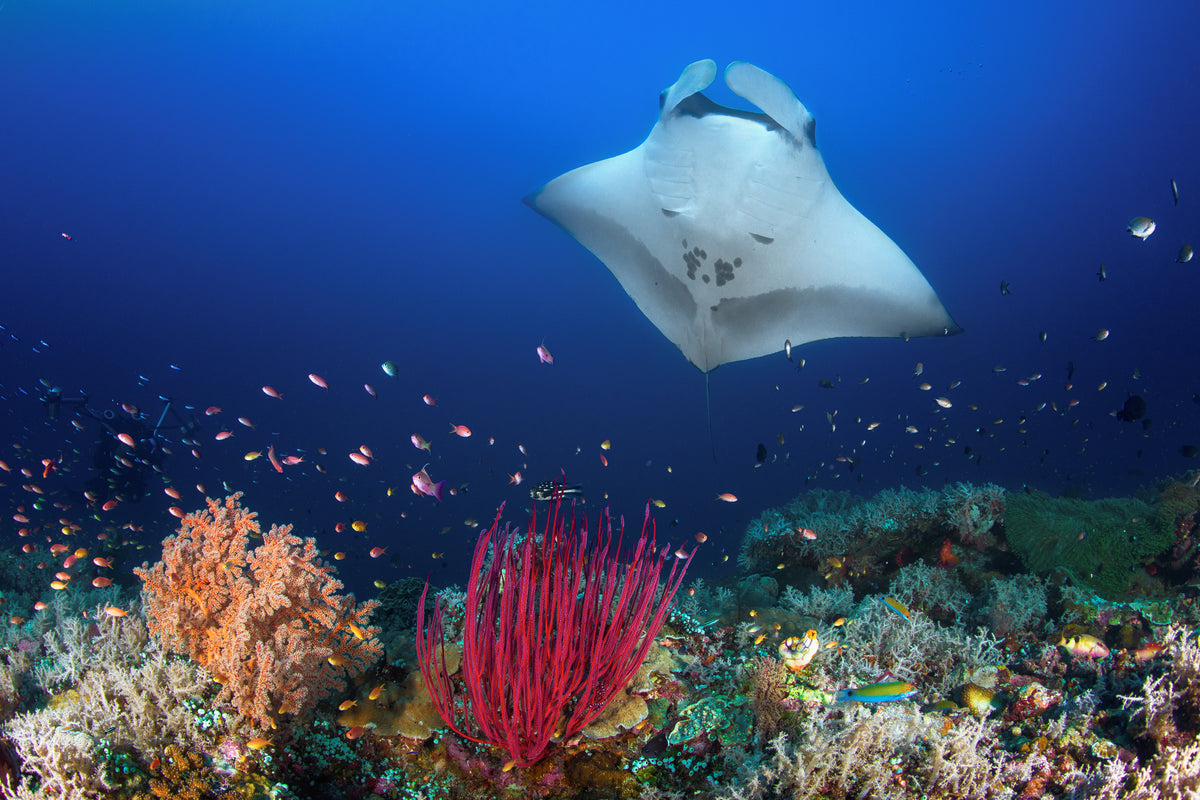 framedcanvas-print-ocean-manta-ray-on-the-reef-x