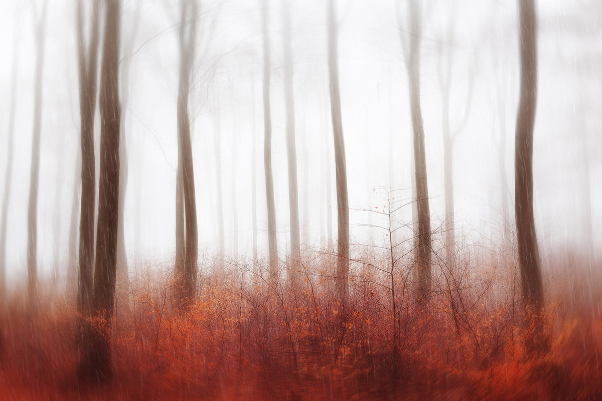 framedcanvas-print-endless-woods-x