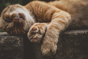 acrylic-print-sleeping-cat