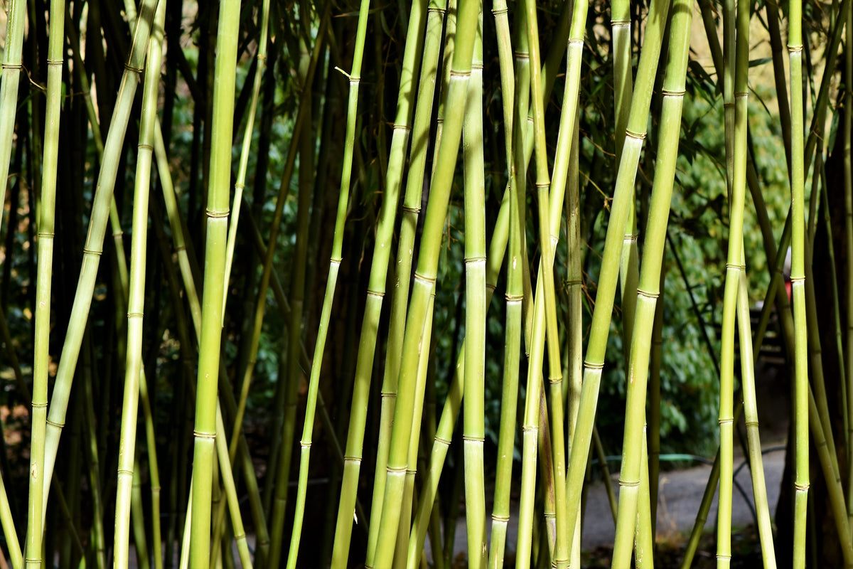 framedcanvas-print-fresh-bamboo