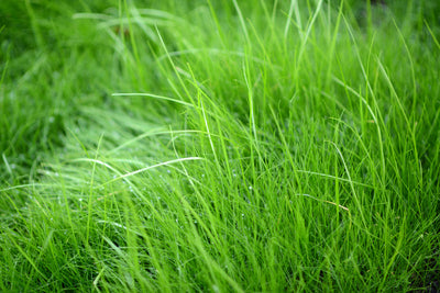 poster-print-blades-of-grass