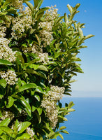 acrylic-print-amalfi-coast-flowers-iv-on-film