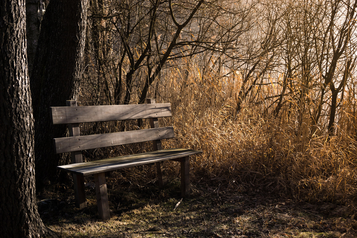 3-piece-canvas-print-wooden-bench-in-the-forest