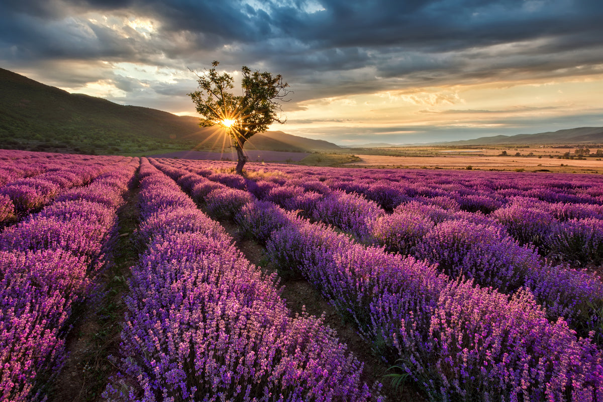 canvas-print-rays-of-sunshine-over-lavandula