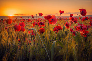 canvas-print-poppies-in-a-wheat-field-at-sunrise