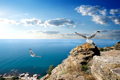 poster-print-the-seagulls-and-the-sea