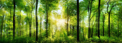 panoramic-poster-print-wald-panorama-mit-sonnenstrahlen