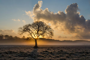 aluminium-print-a-lonely-tree