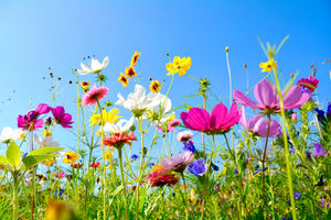 3-piece-canvas-print-colorful-summer-flowers
