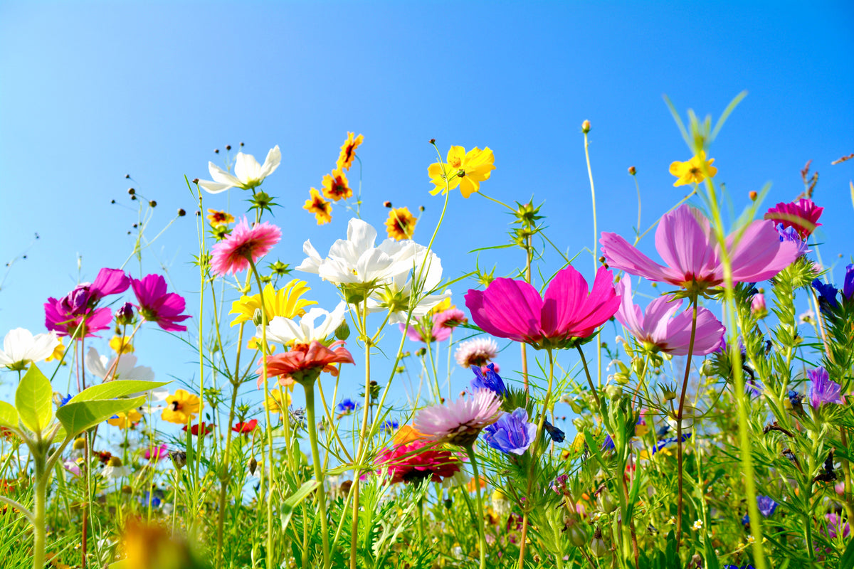 3-piece-canvas-print-colorful-summer-flowers