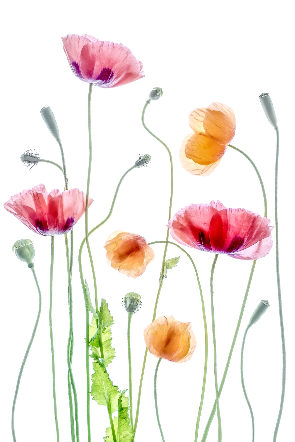 aluminium-print-poppies-2
