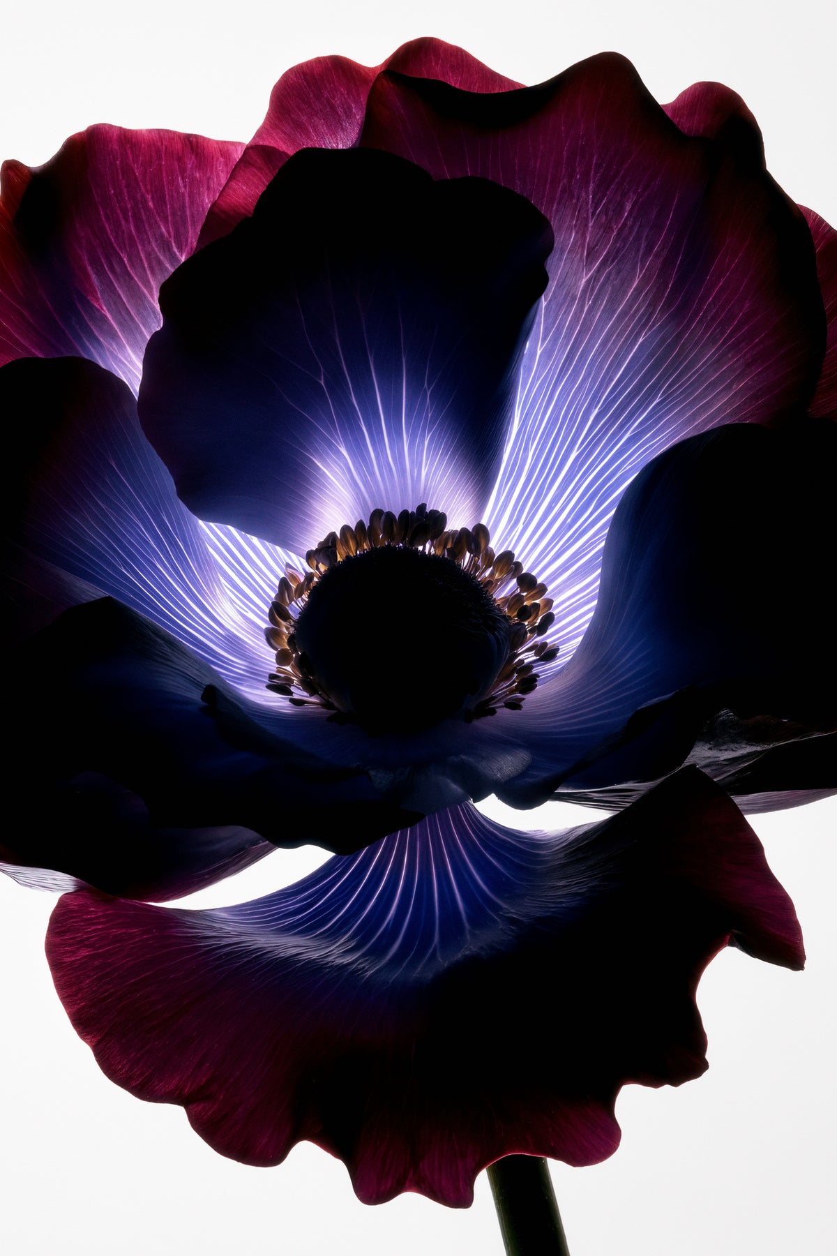 aluminium-print-lightfall-florals-violet-vein