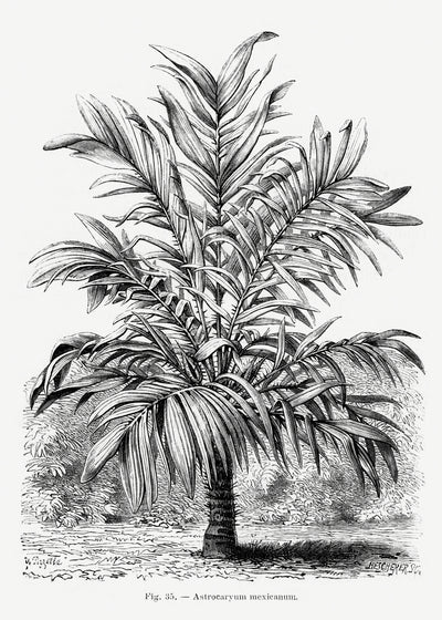 poster-print-vintage-palm-tree-drawing-ix