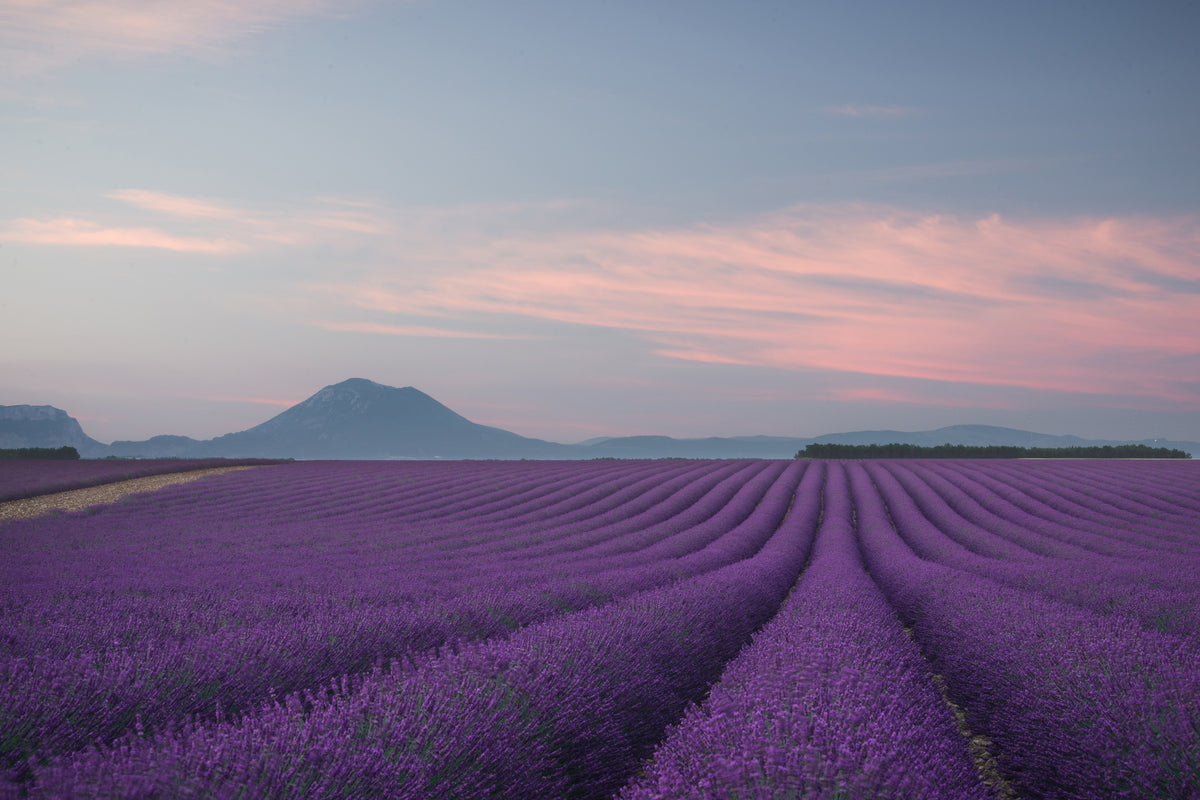 framedposter-print-lavender-field