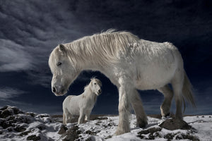 acrylic-print-partners-x