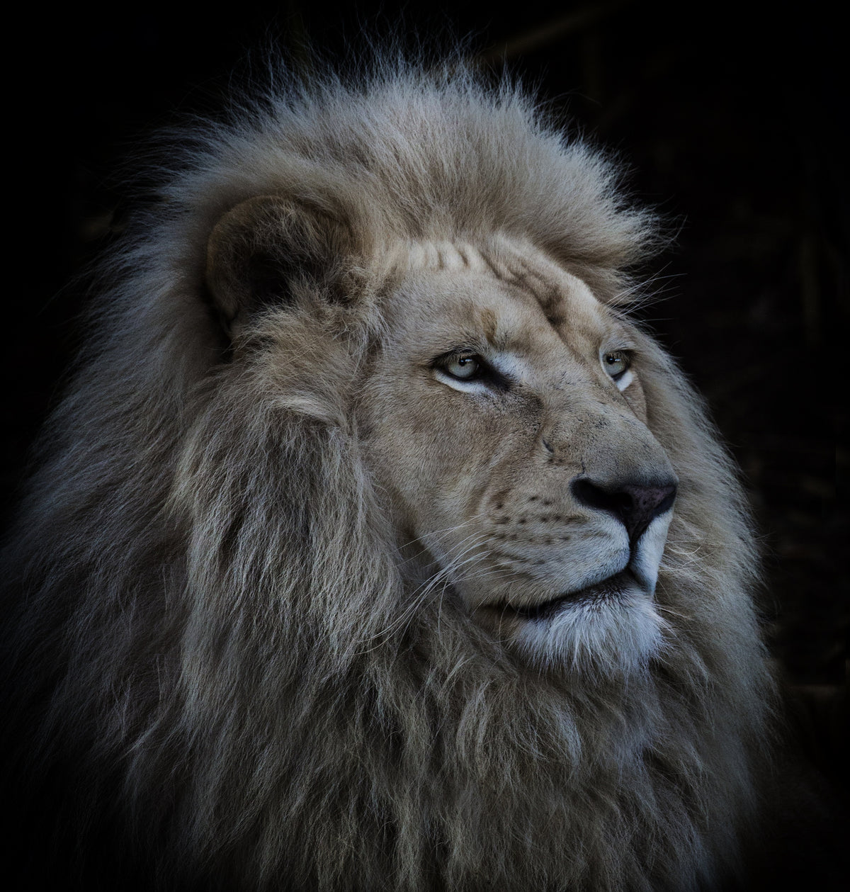 poster-print-proud-lion