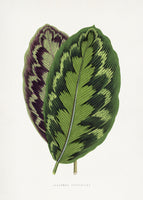 framedcanvas-print-calathea-veitchiana-leaf-illustration