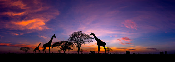 panoramic-3-piece-canvas-print-savannah-magic