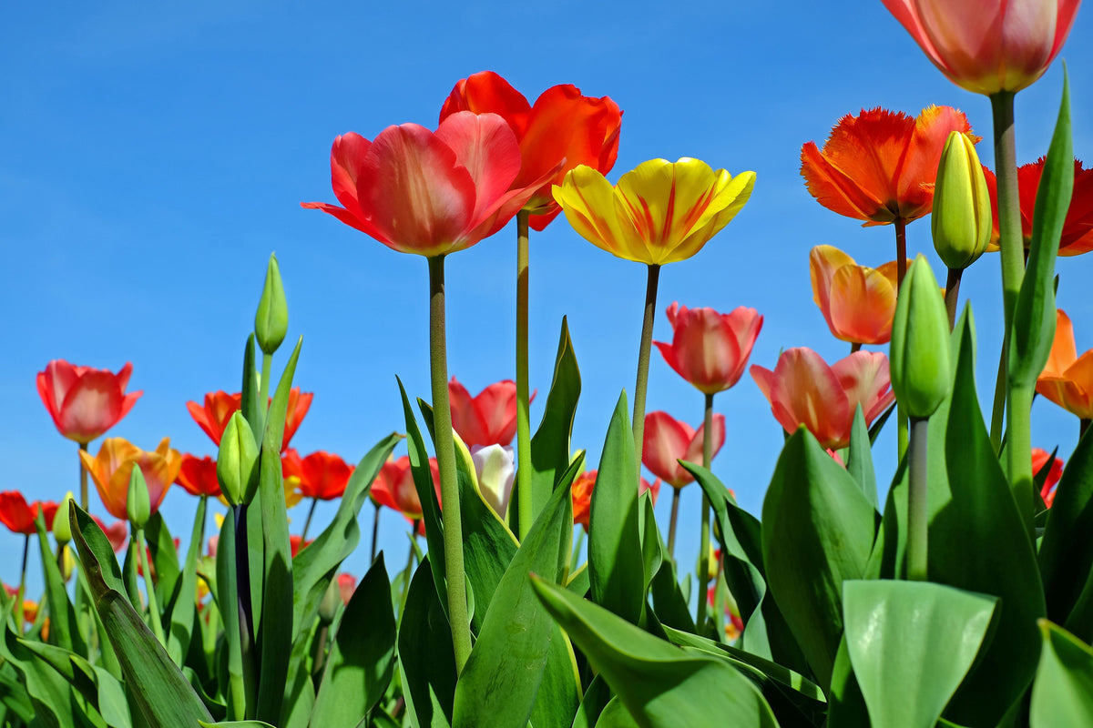 canvas-print-wild-tulips