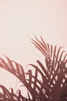 framedposter-print-palm-leaves-2