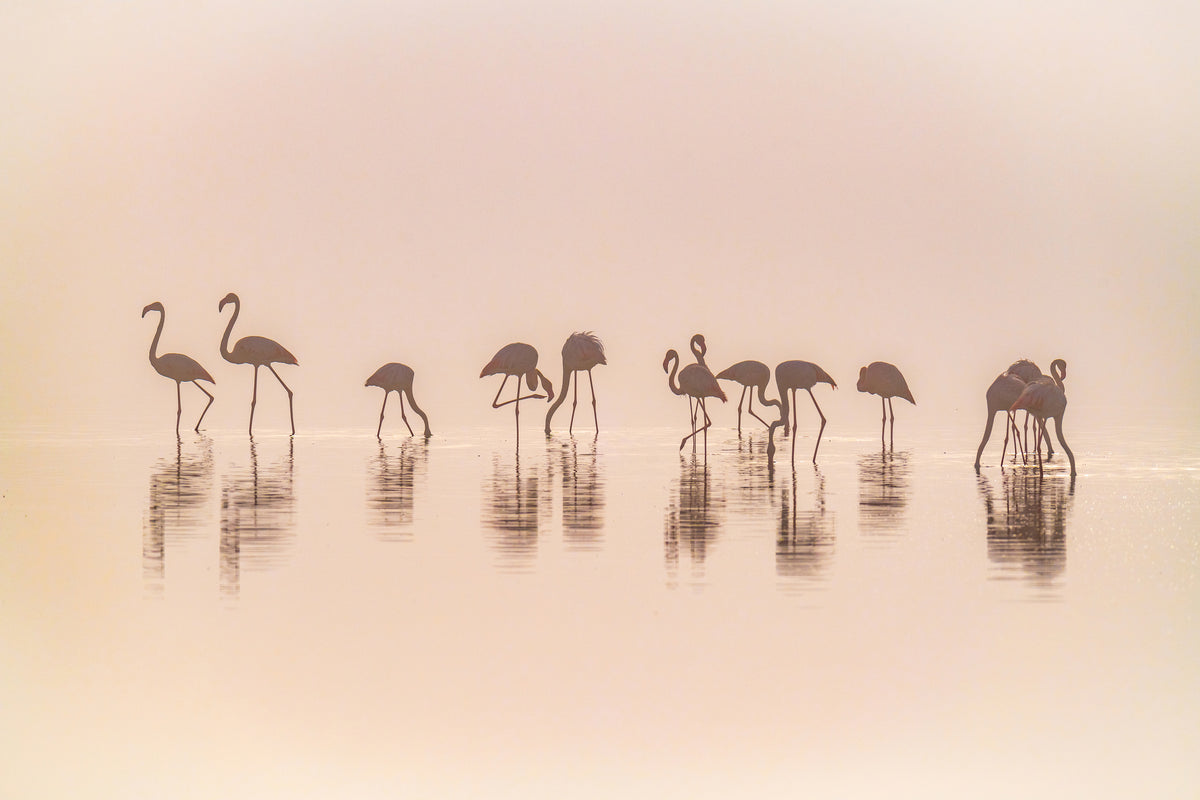 framedcanvas-print-flamingos-in-the-mist-x