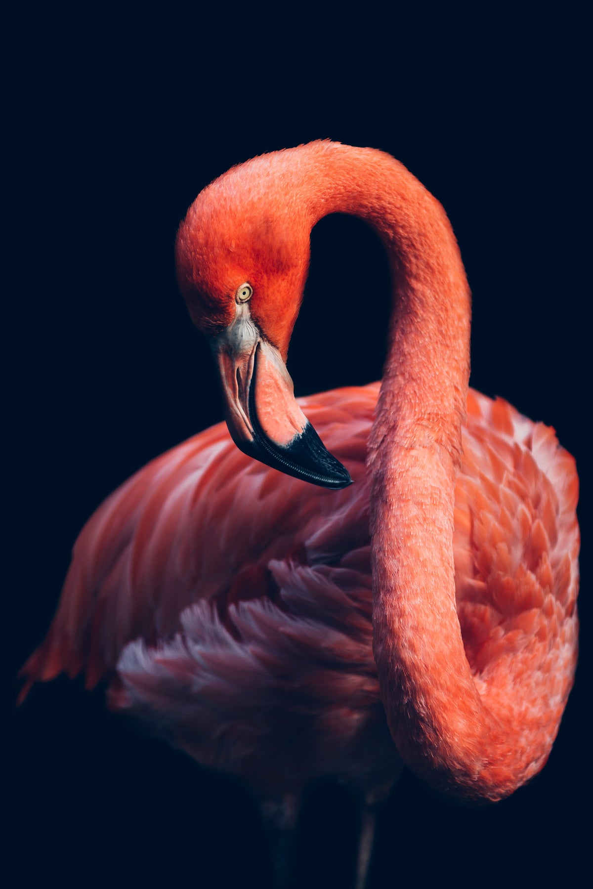poster-print-close-up-of-pink-flamingo-bird
