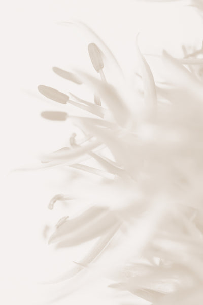 poster-print-flower-beige-2