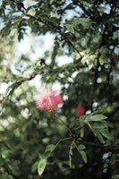 aluminium-print-petal-brush