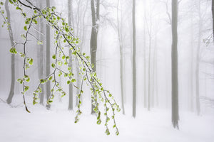 3-piece-canvas-print-the-early-arrival-of-spring
