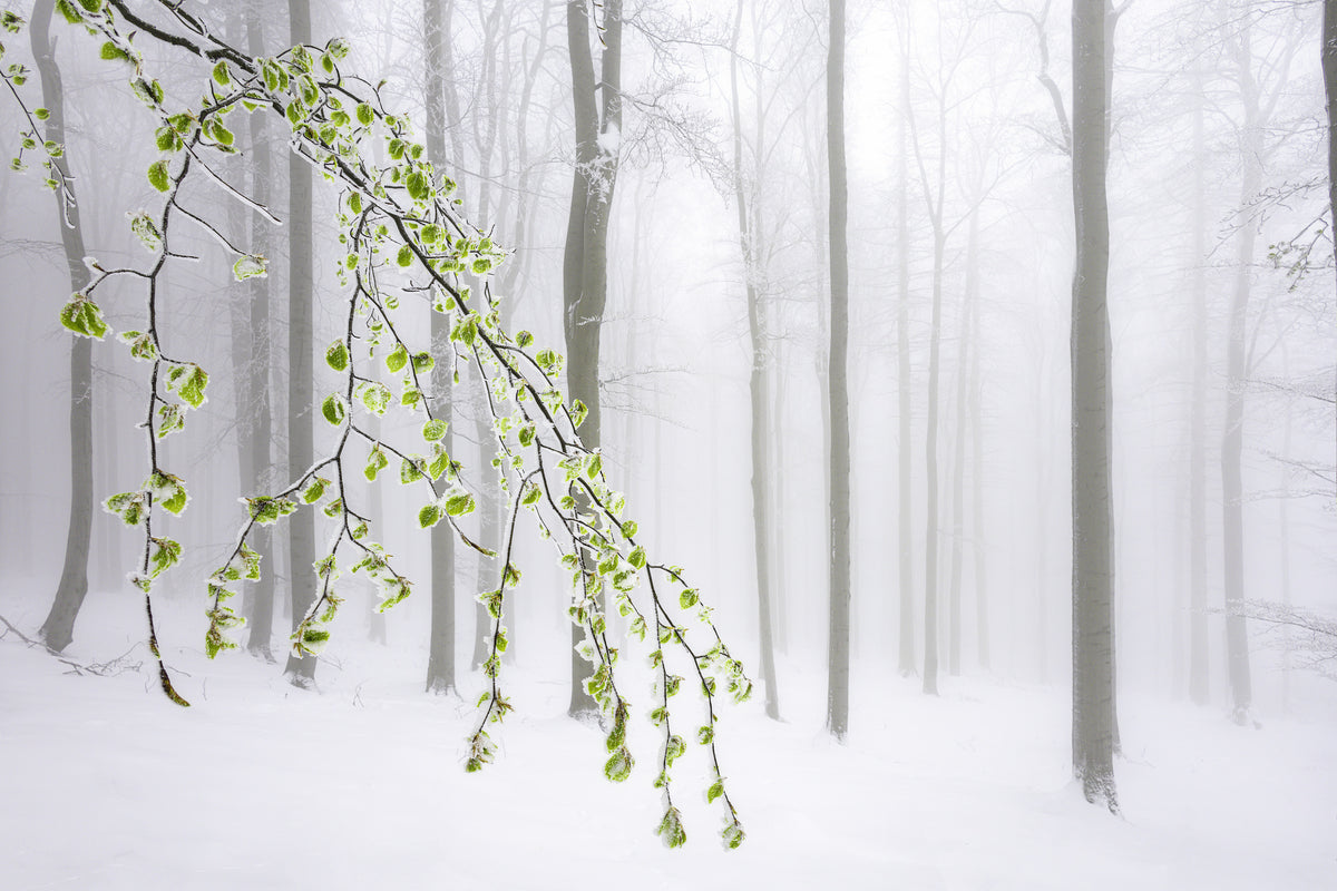 3-piece-canvas-print-the-early-arrival-of-spring