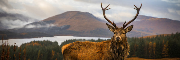 panoramic-aluminium-print-scottish-stag-panorama