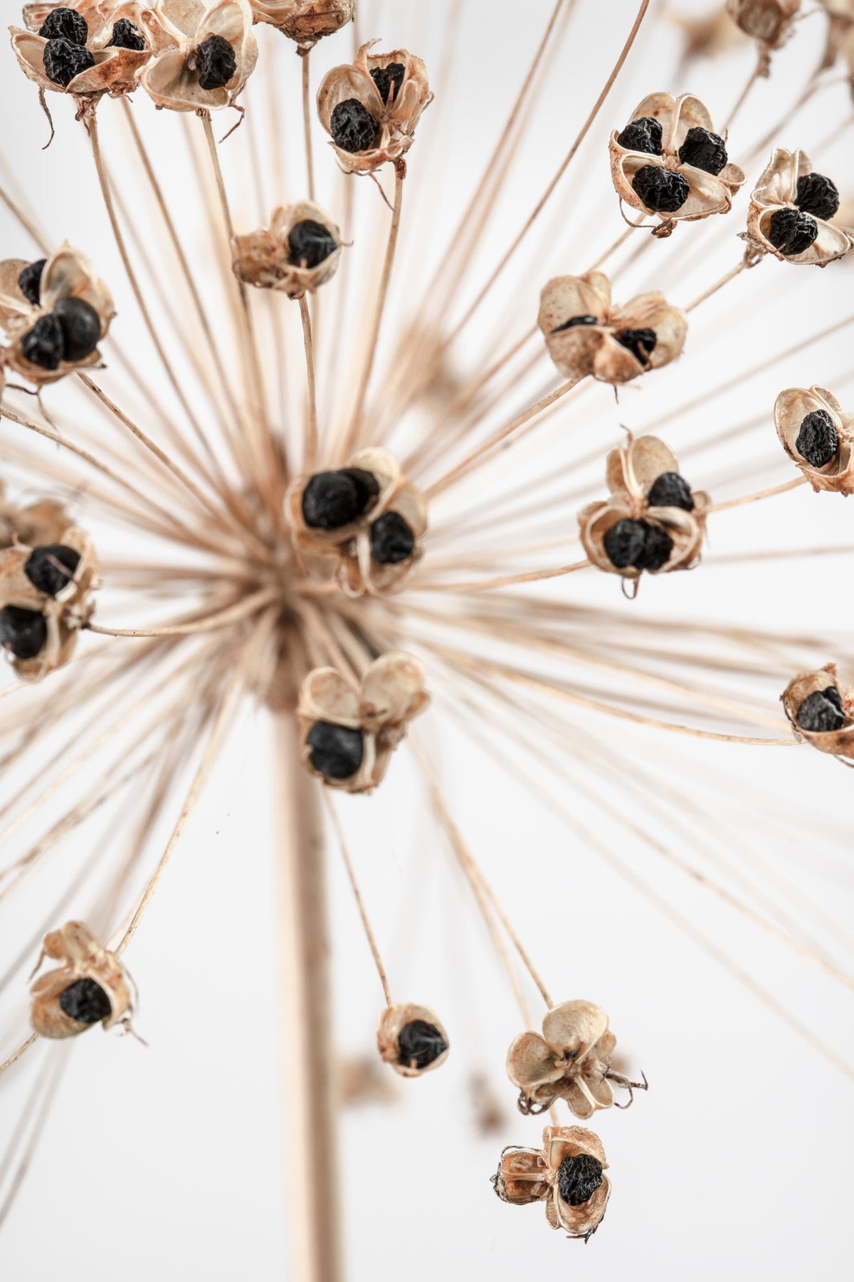 canvas-print-dried-007