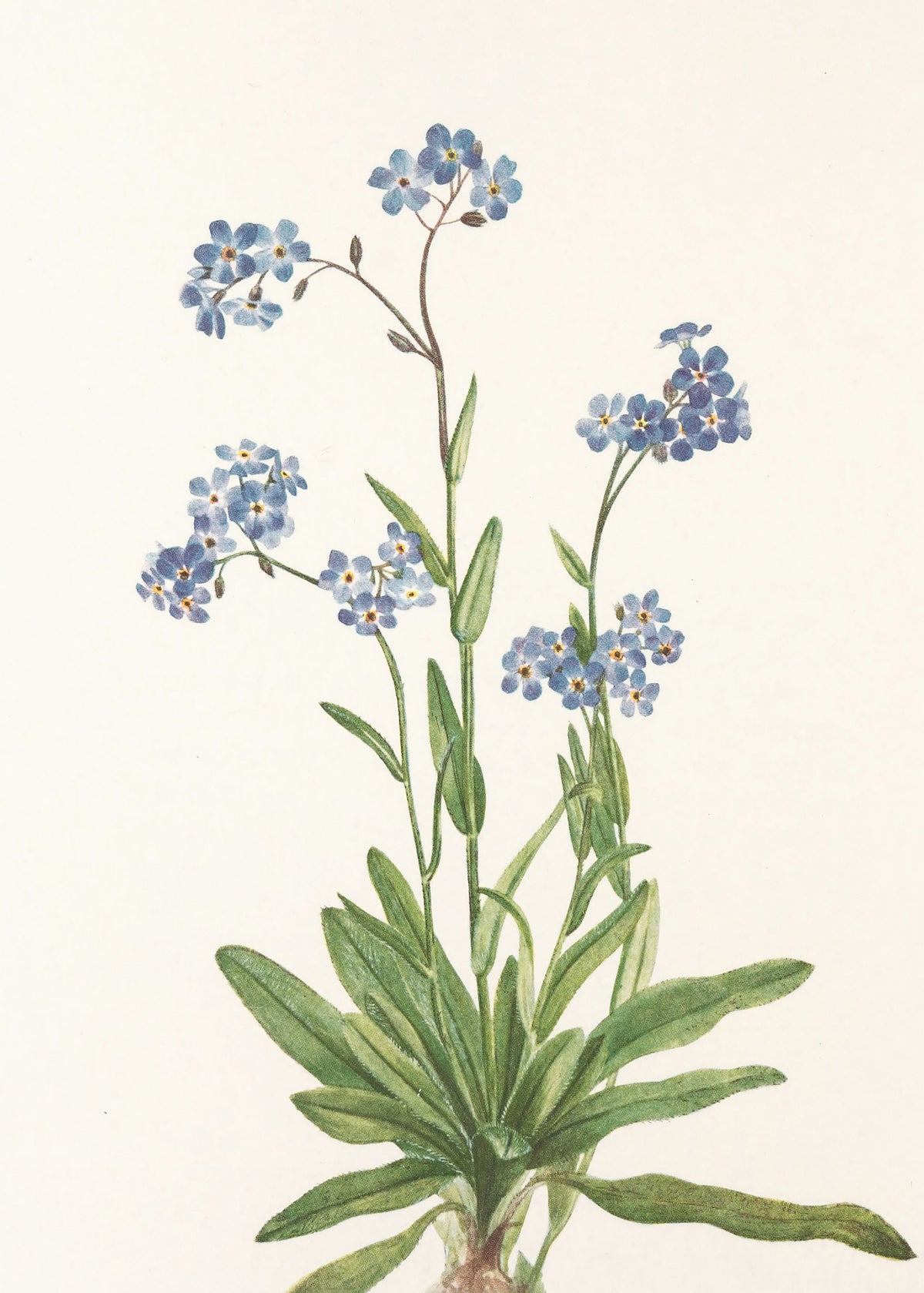 acrylic-print-alpine-forget-me-not-from-north-american-wildflowers-1925-by-mary-vaux-walcott