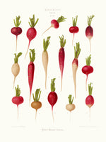 framedcanvas-print-radishes-from-album-benary-1876-1886-by-ernst-benary