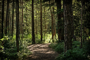 acrylic-print-many-trees