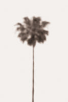 framedcanvas-print-palm-blurry