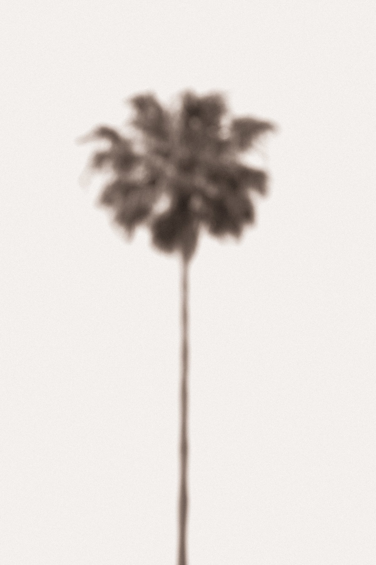 framedcanvas-print-palm-blurry