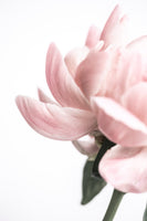 canvas-print-peony-2