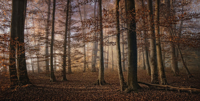 aluminium-print-autumn-5